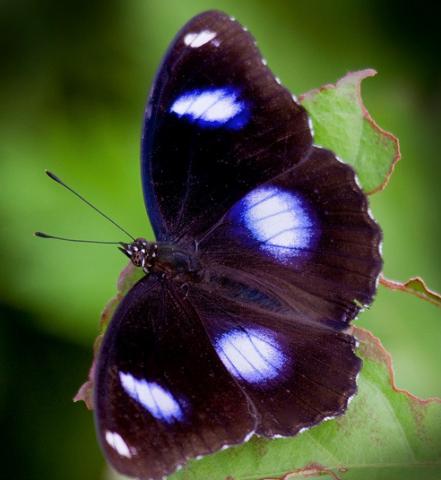 Danaid Eggfly