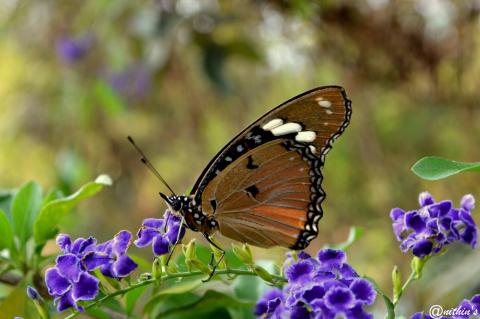 Danaid Eggfly Female mimicing Plain Tiger