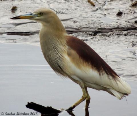 Indian Pond Heron